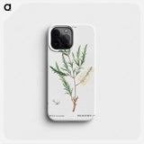 Swamp paperbark, Melaleuca ericaefolia - ピエール ジョゼフ ルドゥーテ Phone Case.