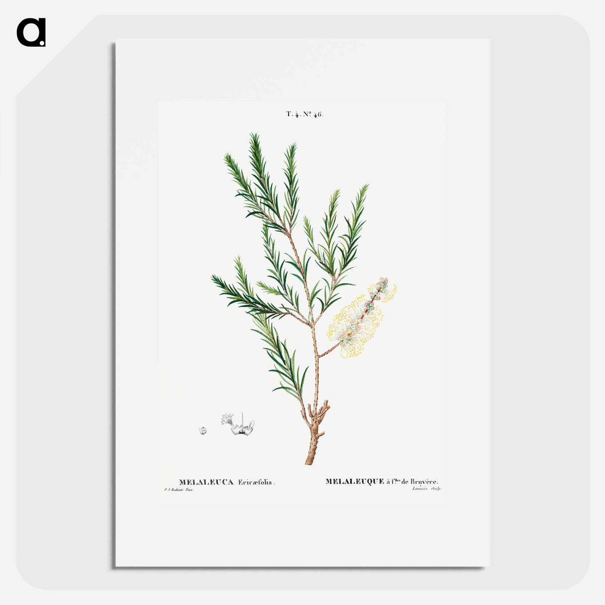 Swamp paperbark, Melaleuca ericaefolia - ピエール ジョゼフ ルドゥーテ Poster.