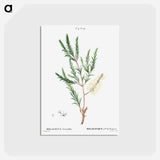 アートポストカード-Swamp paperbark, Melaleuca ericaefolia - ピエール ジョゼフ ルドゥーテ Postcard.