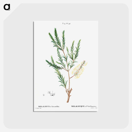 アートポストカード-Swamp paperbark, Melaleuca ericaefolia - ピエール ジョゼフ ルドゥーテ Postcard.