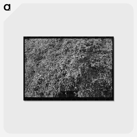 アートポストカード-Farmer Pitching Pea Vines
 - ラッセル リー Postcard.