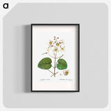 Catalpa cordifolia - Pierre Joseph Redouté Poster.