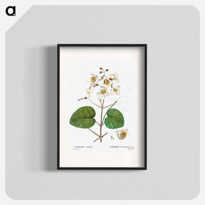 アートポスター-Catalpa cordifolia - ピエール ジョゼフ ルドゥーテ Poster.