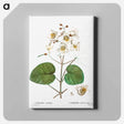 アートパネル-Catalpa cordifolia - ピエール ジョゼフ ルドゥーテ Canvas.