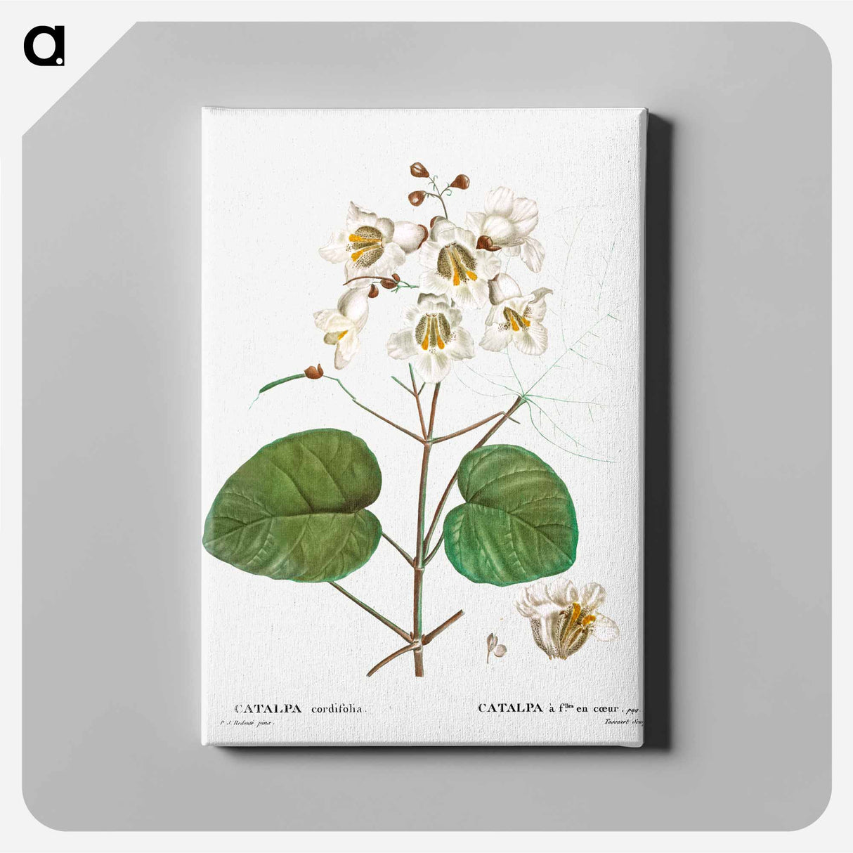 アートパネル-Catalpa cordifolia - ピエール ジョゼフ ルドゥーテ Canvas.