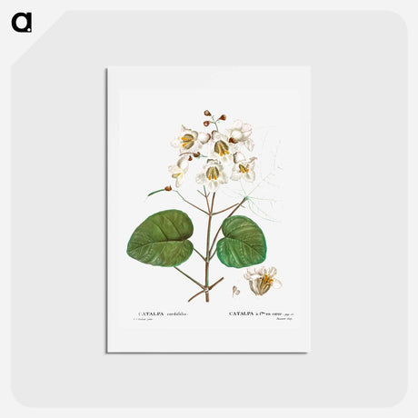 アートポストカード-Catalpa cordifolia - ピエール ジョゼフ ルドゥーテ Postcard.