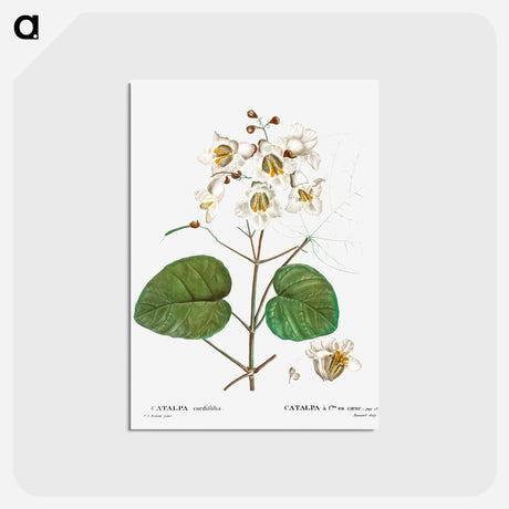 アートポストカード-Catalpa cordifolia - ピエール ジョゼフ ルドゥーテ Postcard.