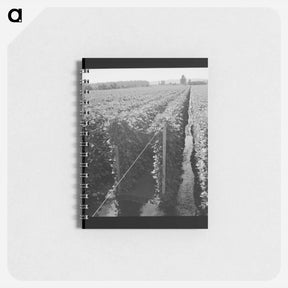 アートメモ帳-Untitled photo - ドロテア ラング Memo.