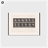アートポストカード-Striking Man
 - エドワード マイブリッジ Postcard.