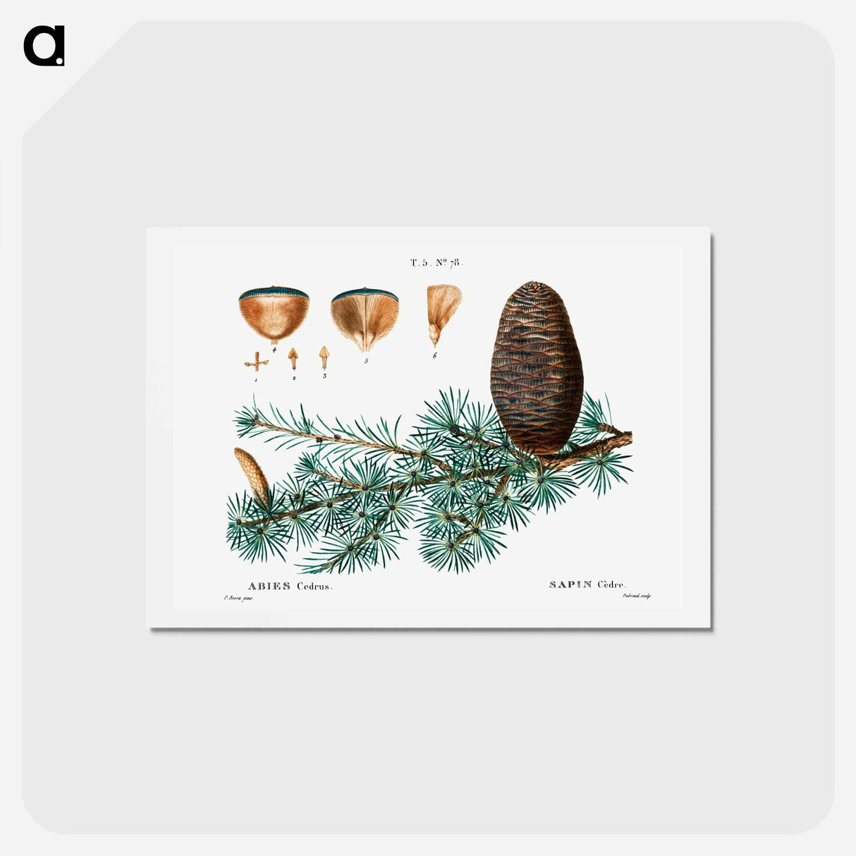 アートポストカード-Cedar of Lebanon - ピエール ジョゼフ ルドゥーテ Postcard.