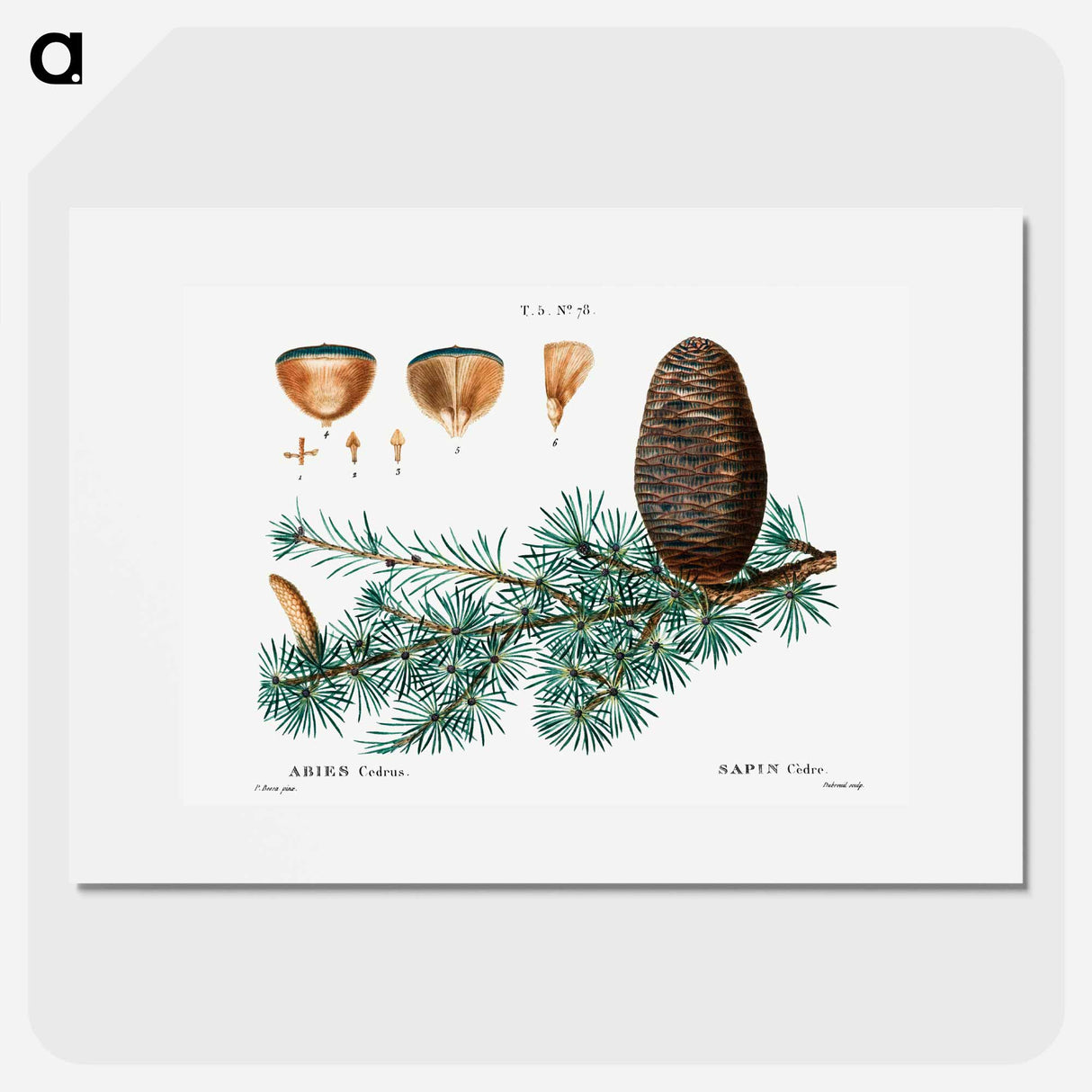 Cedar of Lebanon - Pierre Joseph Redouté Poster.