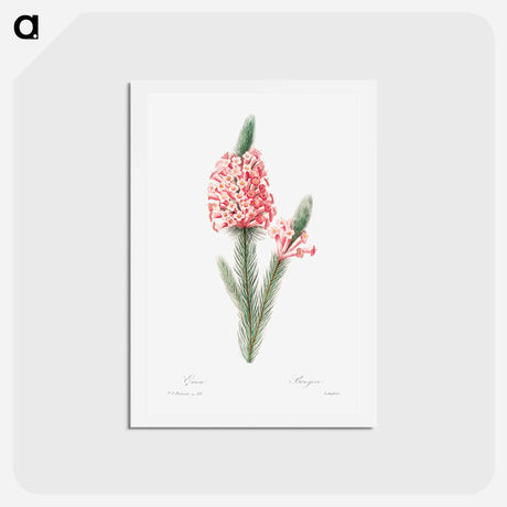 アートポストカード-Heather - ピエール ジョゼフ ルドゥーテ Postcard.