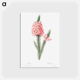 アートポストカード-Heather - ピエール ジョゼフ ルドゥーテ Postcard.