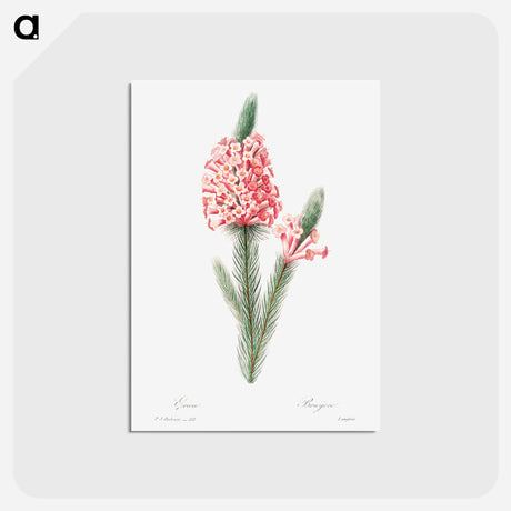 アートポストカード-Heather - ピエール ジョゼフ ルドゥーテ Postcard.