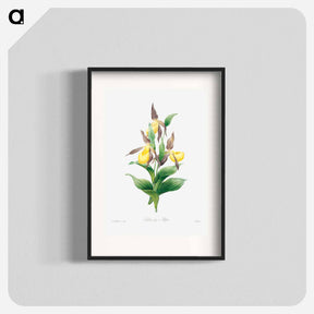 アートポスター-Yellow lady slipper - ピエール ジョゼフ ルドゥーテ Poster.