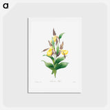 アートポストカード-Yellow lady slipper - ピエール ジョゼフ ルドゥーテ Postcard.