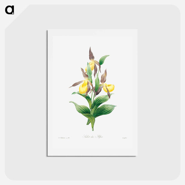 アートポストカード-Yellow lady slipper - ピエール ジョゼフ ルドゥーテ Postcard.