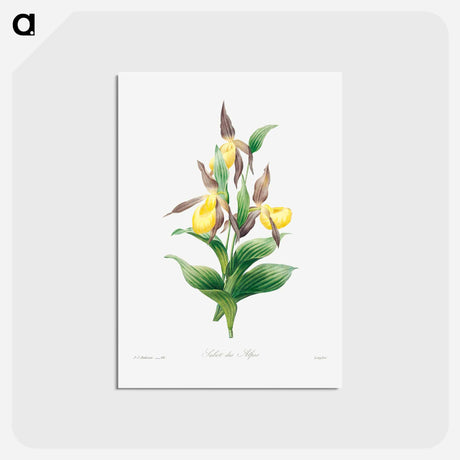アートポストカード-Yellow lady slipper - ピエール ジョゼフ ルドゥーテ Postcard.