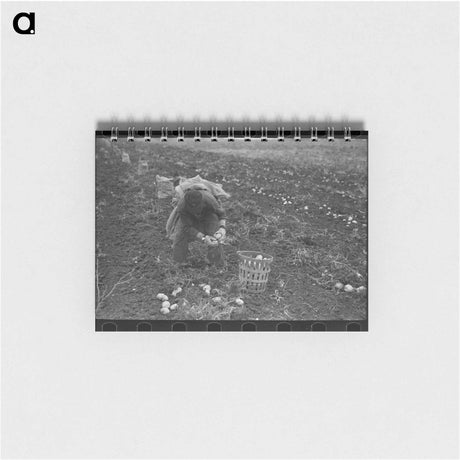 アートメモ帳-Cutting Lettuce
 - ラッセル リー Memo.