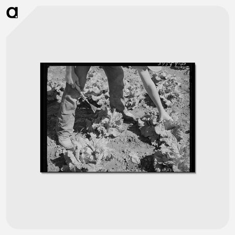 アートポストカード-Cutting Lettuce
 - ラッセル リー Postcard.