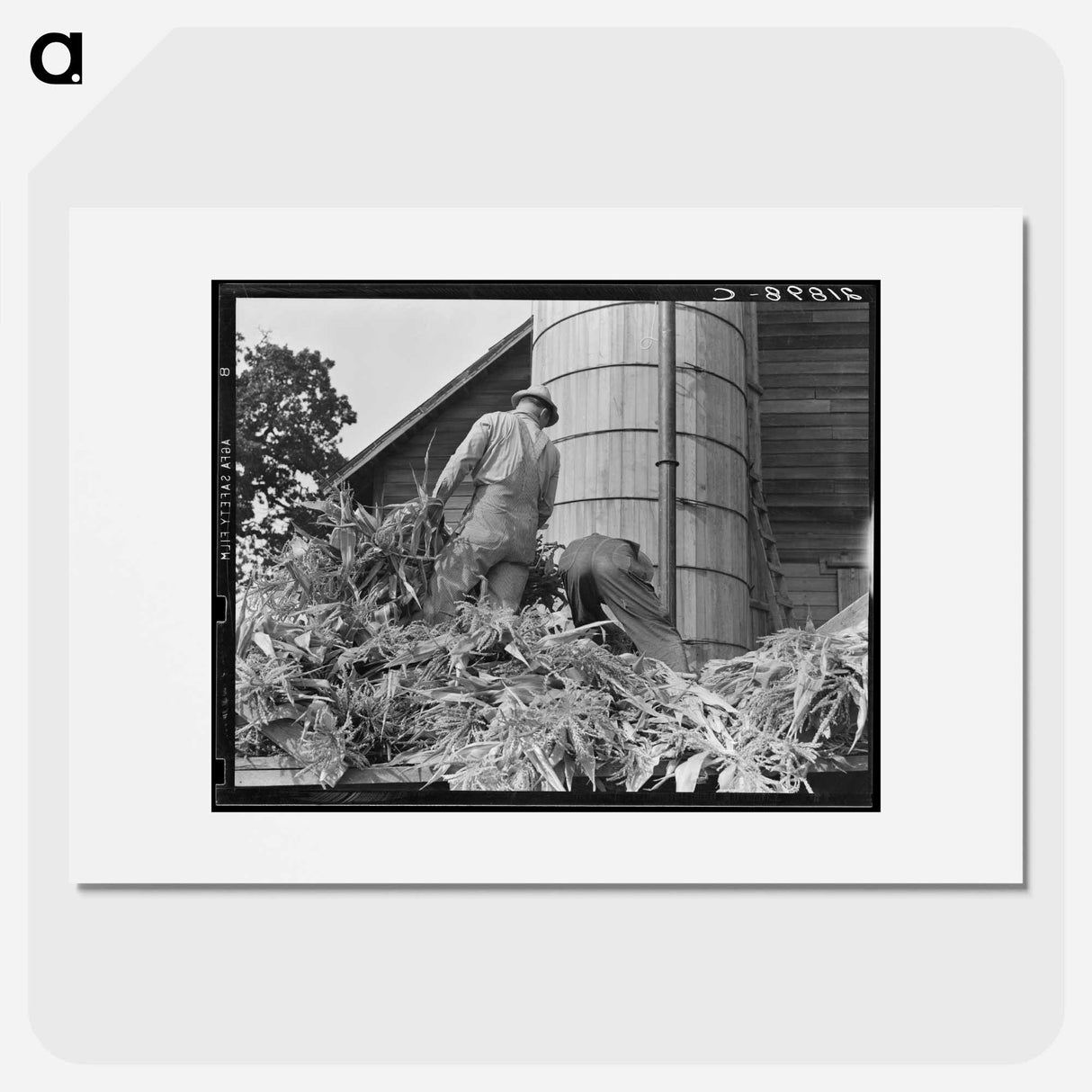 Cooperating farmers feeding corn from the wagon through the ensilage cutter - ドロテア ラング Poster.