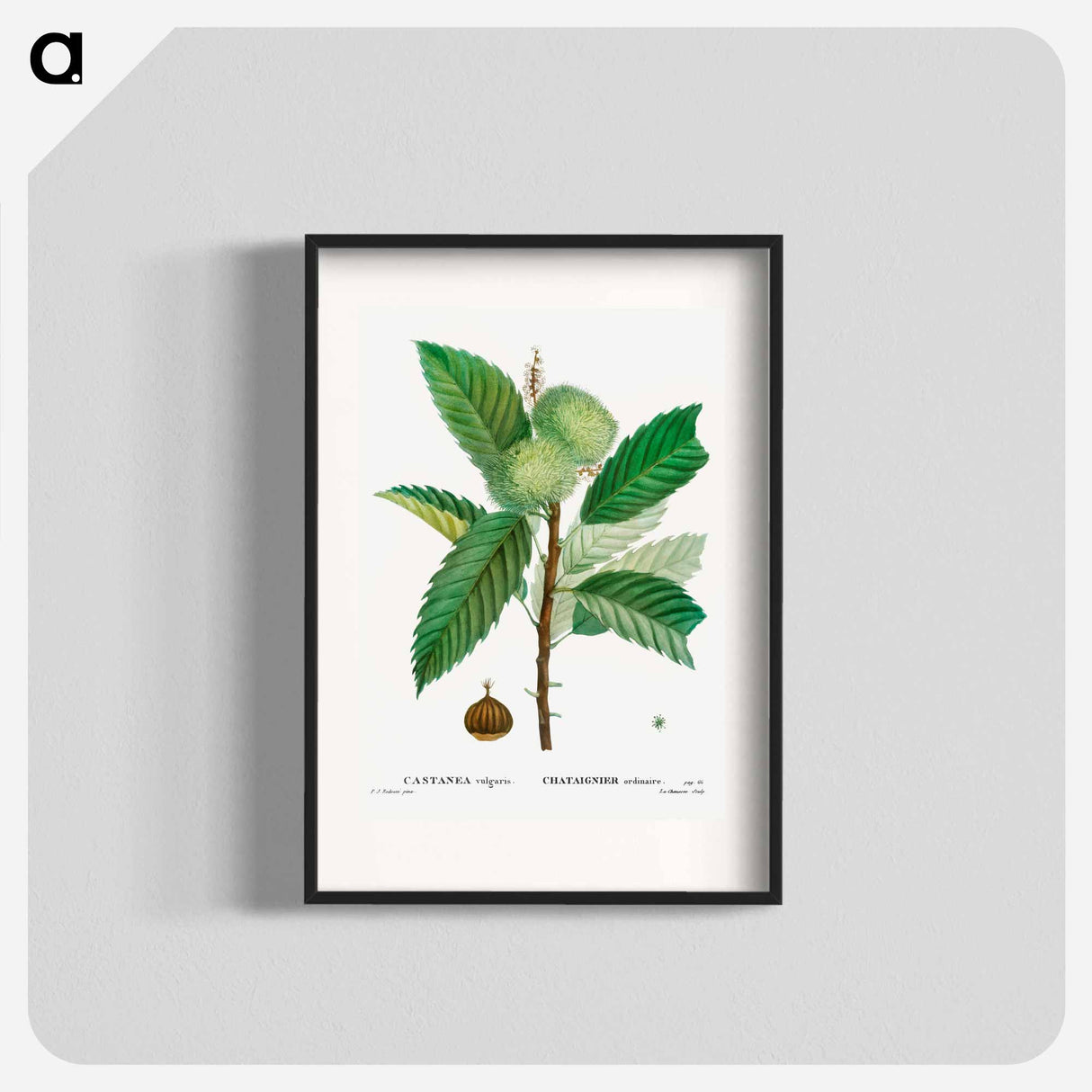 Sweet chestnut - Pierre Joseph Redouté Poster.