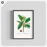 Sweet chestnut - Pierre Joseph Redouté Poster.