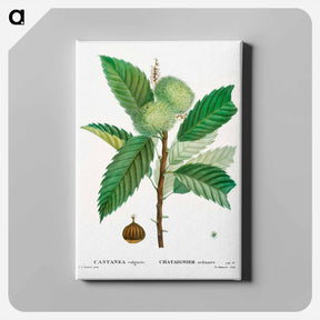 アートパネル-Sweet chestnut - ピエール ジョゼフ ルドゥーテ Canvas.