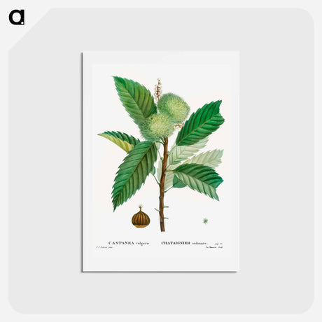 アートポストカード-Sweet chestnut - ピエール ジョゼフ ルドゥーテ Postcard.