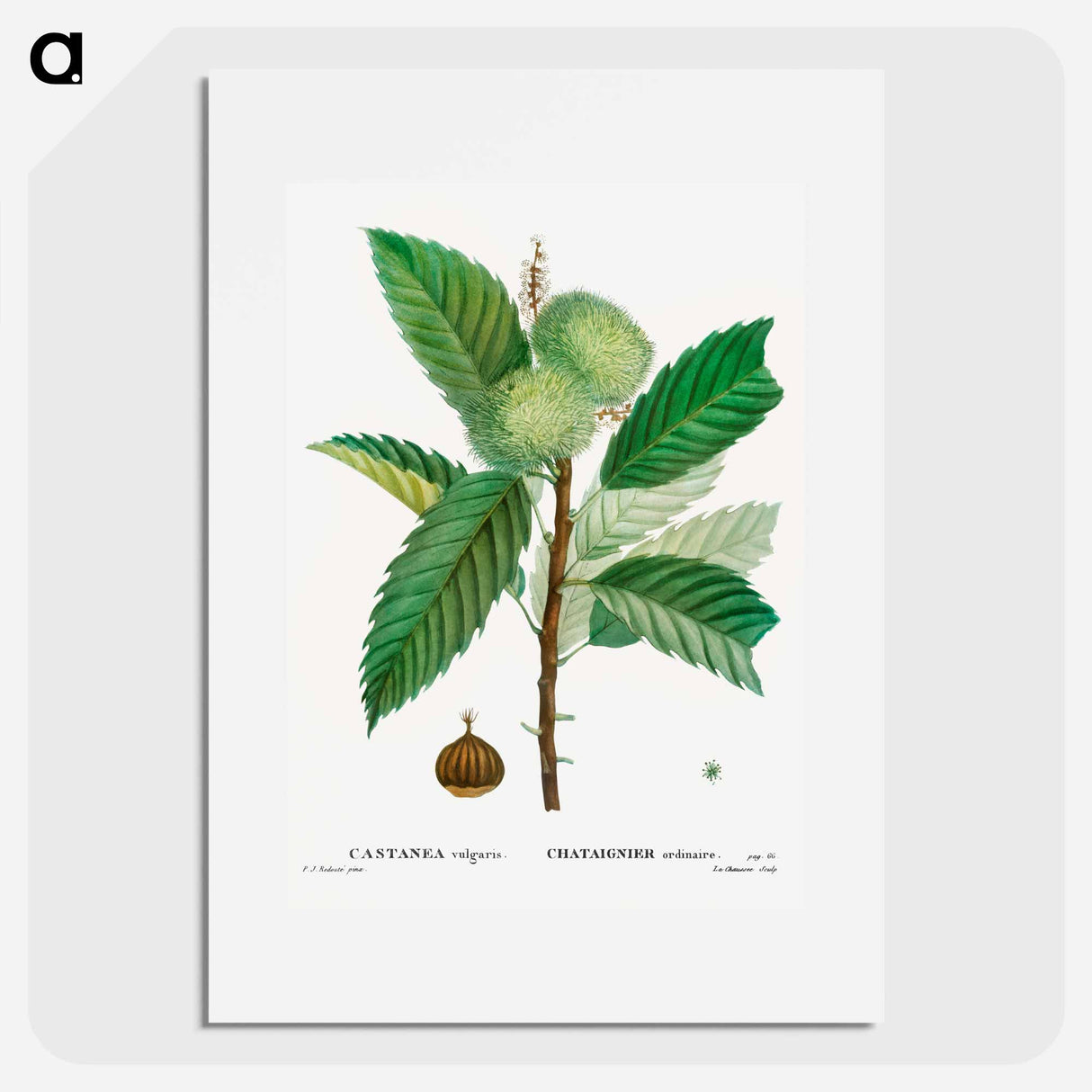 Sweet chestnut - Pierre Joseph Redouté Poster.