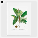 Sweet chestnut - Pierre Joseph Redouté Poster.