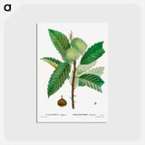 アートポストカード-Sweet chestnut - ピエール ジョゼフ ルドゥーテ Postcard.