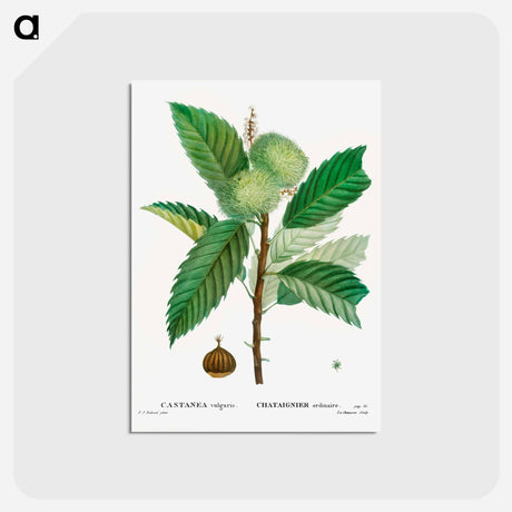 アートポストカード-Sweet chestnut - ピエール ジョゼフ ルドゥーテ Postcard.