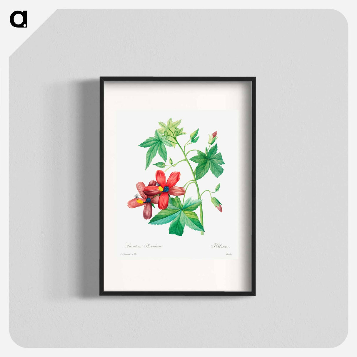 Lavatera phonica - Pierre Joseph Redouté Poster.