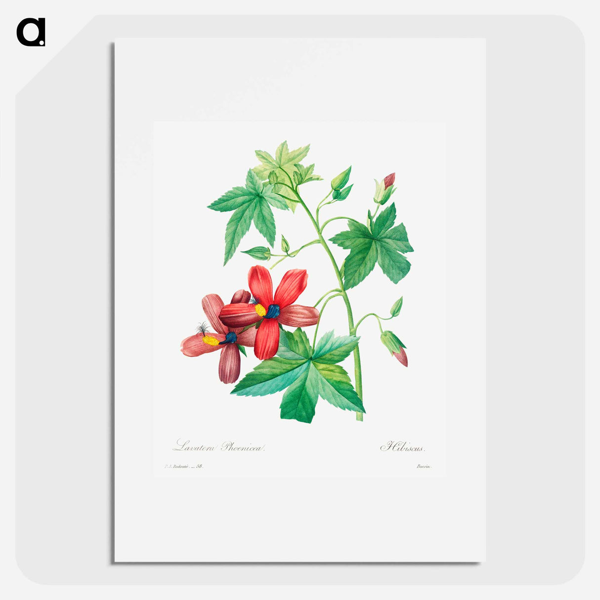 Lavatera phonica - Pierre Joseph Redouté Poster.