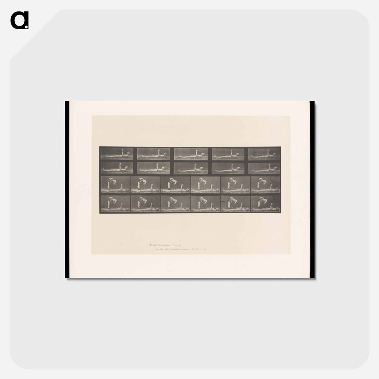 アートポストカード-Motion and Contact
 - エドワード マイブリッジ Postcard.