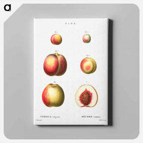 アートパネル-Peach (Persica vulgaris) - ピエール ジョゼフ ルドゥーテ Canvas.