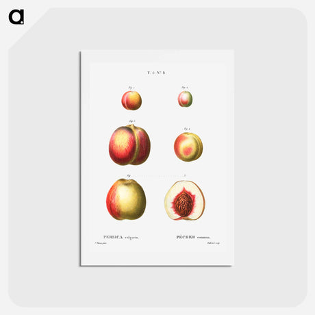 アートポストカード-Peach (Persica vulgaris) - ピエール ジョゼフ ルドゥーテ Postcard.