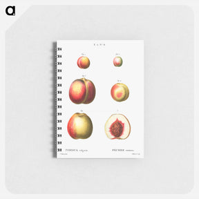 アートメモ帳-Peach (Persica vulgaris) - ピエール ジョゼフ ルドゥーテ Memo.