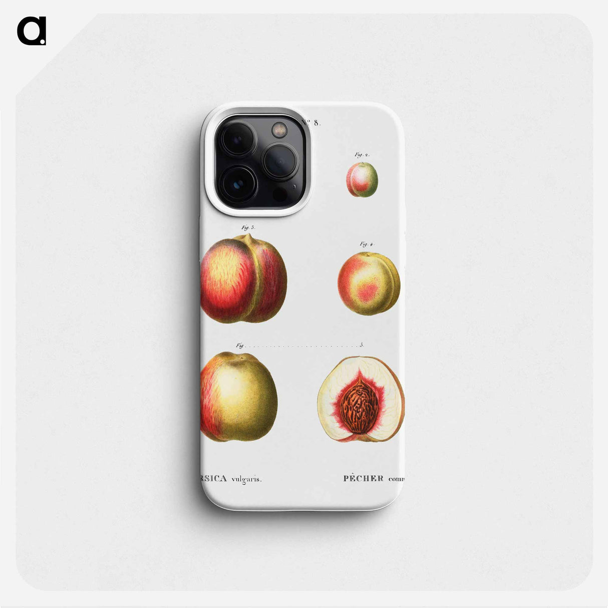 Peach (Persica vulgaris) - ピエール ジョゼフ ルドゥーテ Phone Case.