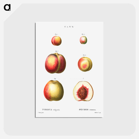 アートポストカード-Peach (Persica vulgaris) - ピエール ジョゼフ ルドゥーテ Postcard.