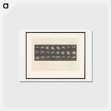 アートポストカード-Cockatoo in Flight
 - エドワード マイブリッジ Postcard.