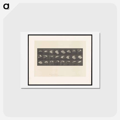 アートポストカード-Cockatoo in Flight
 - エドワード マイブリッジ Postcard.