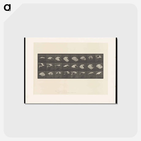 アートポストカード-Cockatoo in Flight
 - エドワード マイブリッジ Postcard.