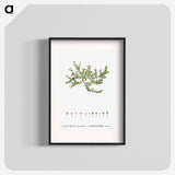 Alpine azalea, Loiseleuria procumbens - Pierre-Joseph Redouté Poster.