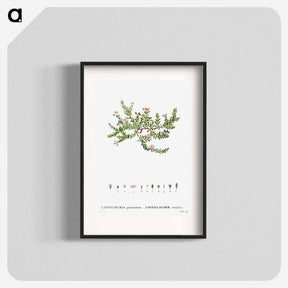 アートポスター-Alpine azalea, Loiseleuria procumbens - ピエール ジョゼフ ルドゥーテ Poster.