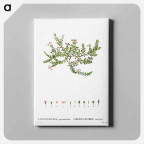 アートパネル-Alpine azalea, Loiseleuria procumbens - ピエール ジョゼフ ルドゥーテ Canvas.