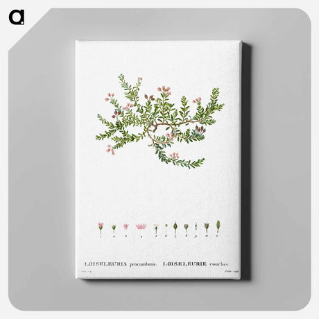 アートパネル-Alpine azalea, Loiseleuria procumbens - ピエール ジョゼフ ルドゥーテ Canvas.