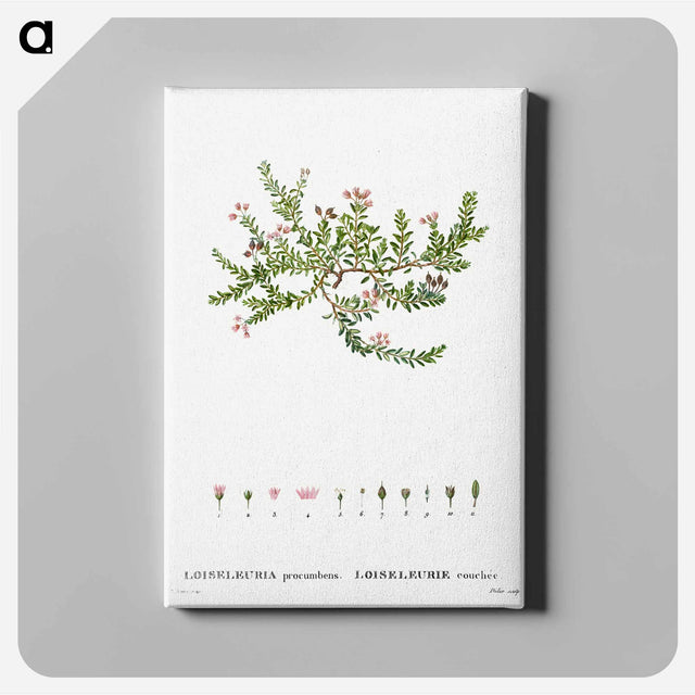 アートパネル-Alpine azalea, Loiseleuria procumbens - ピエール ジョゼフ ルドゥーテ Canvas.
