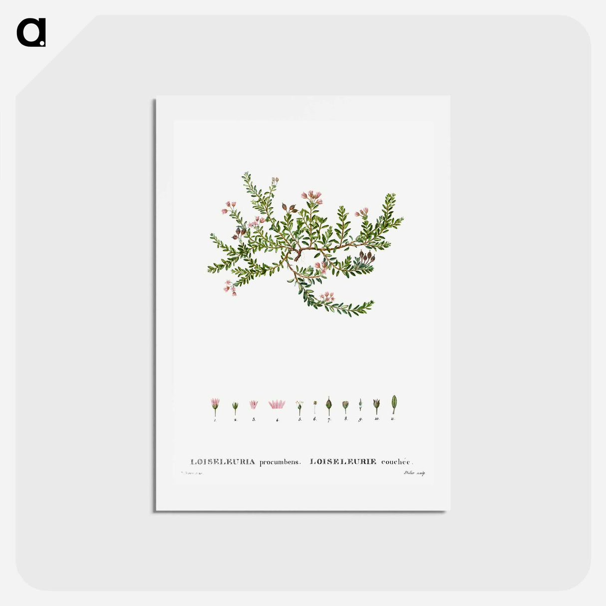 アートポストカード-Alpine azalea, Loiseleuria procumbens - ピエール ジョゼフ ルドゥーテ Postcard.